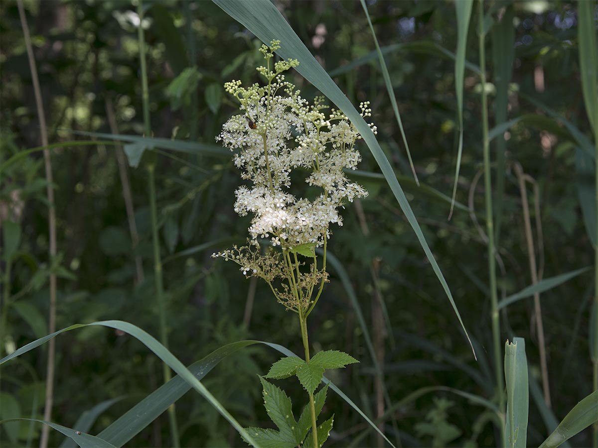 Filipendula ulmaria